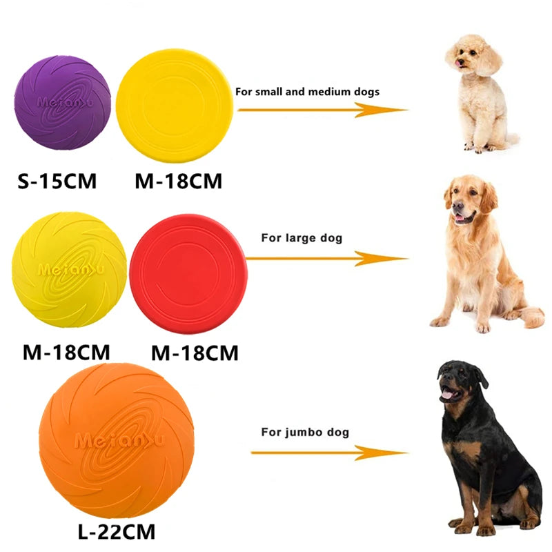 frisbee chien