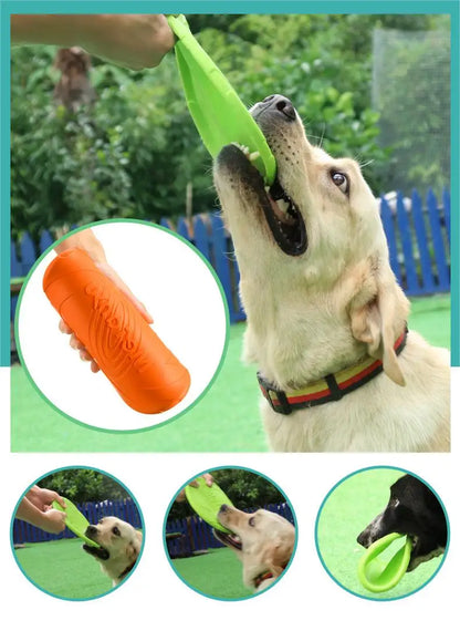 frisbee chien