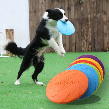 frisbee chien